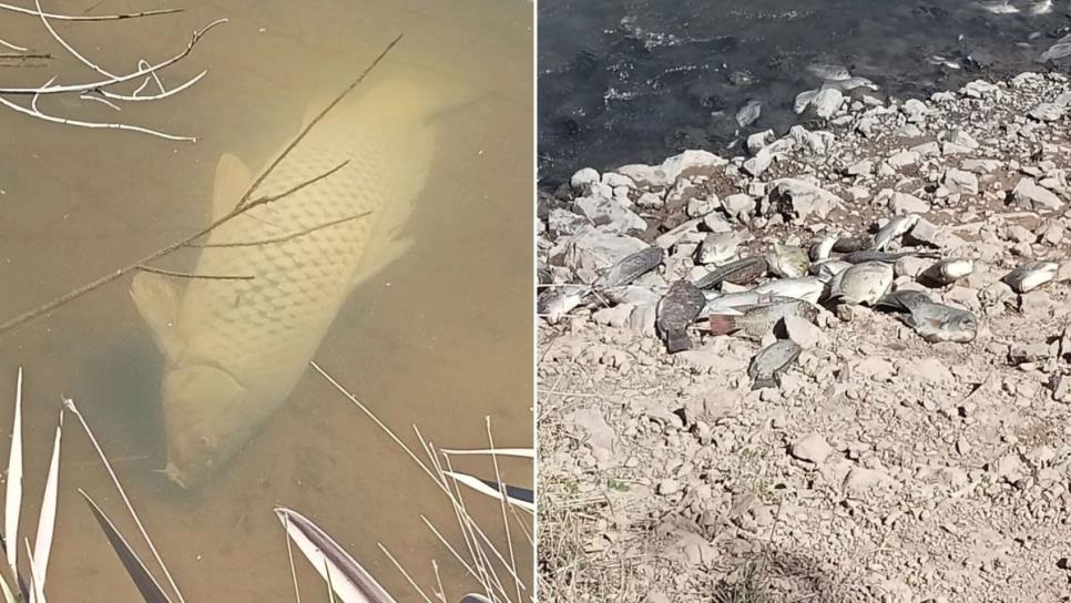 Coepriss suspende el sistema de bombeo en canal Taxtes por muerte de peces