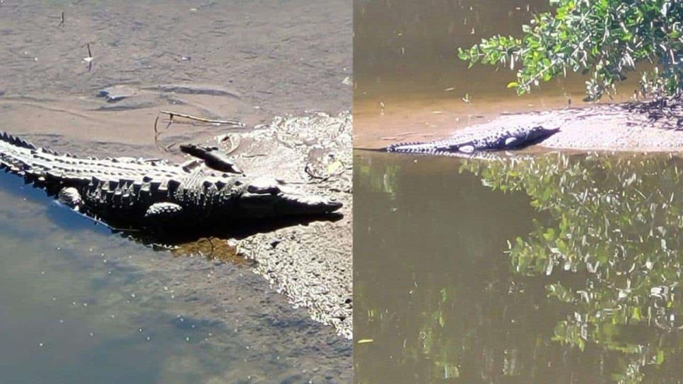 Sitios de Mazatlán con cocodrilos que no puedes visitar por seguridad