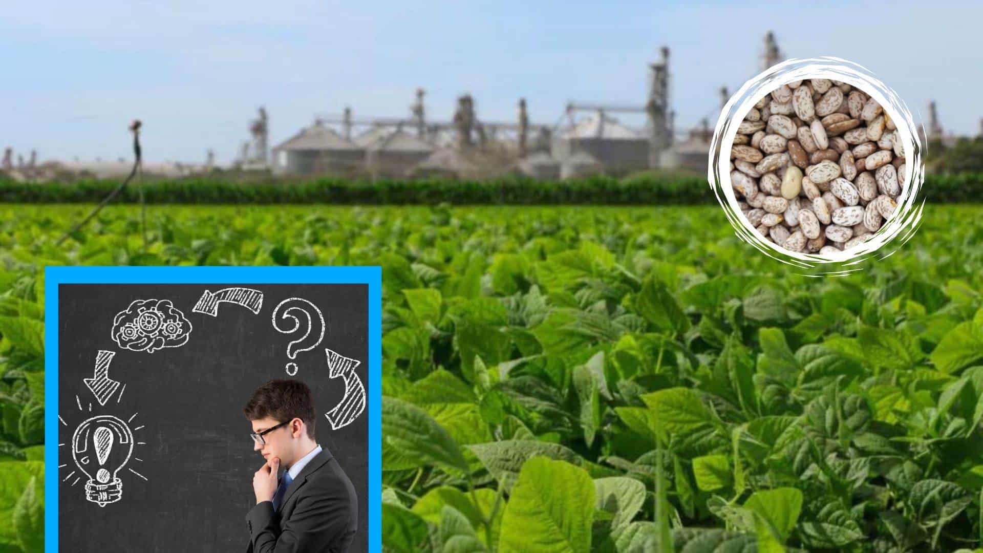 Frijol pinto: ¿De dónde proviene esta nueva y rentable alternativa de siembra en Sinaloa? Frijol pinto: ¿De dónde proviene esta nueva y rentable alternativa de siembra en Sinaloa?