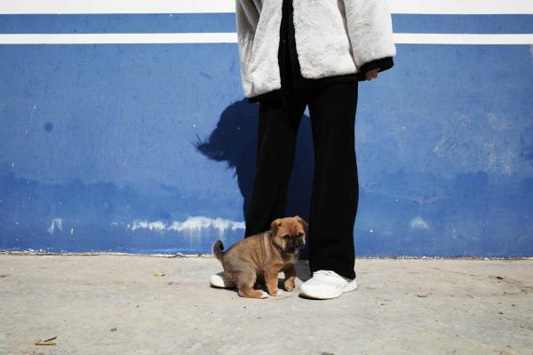 En Culiacán se aplicarán multas de 28 mil pesos a quien venda mascotas en la via pública este 14 de febrero
