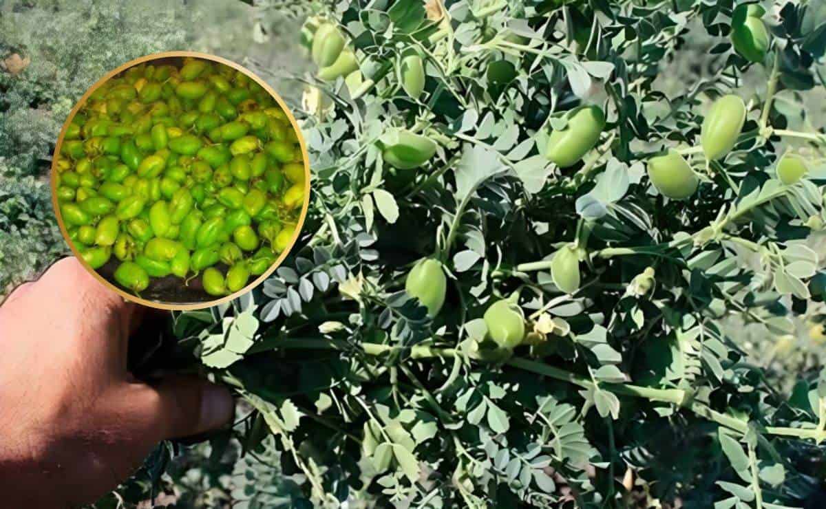 FOTO: Garbanzo al disco, un manjar sinaloense único de la Región del Évora. 