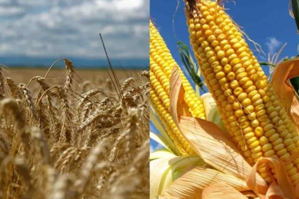 SADER adeuda más de 700 MDP a productores de Sinaloa por maíz y trigo