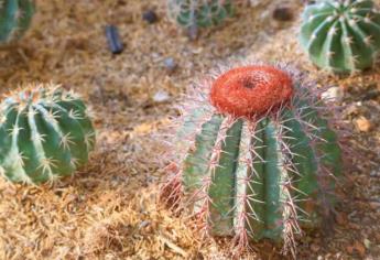 Si tiene este cactus en casa podrías enfrentar una pena de hasta 9 años de cárcel y una cuantiosa multa