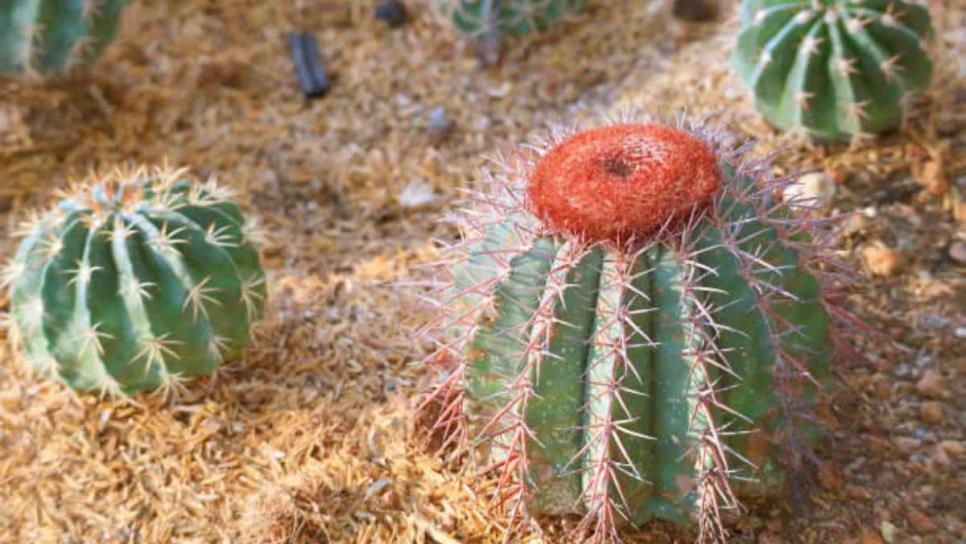 Si tiene este cactus en casa podrías enfrentar una pena de hasta 9 años de cárcel y una cuantiosa multa