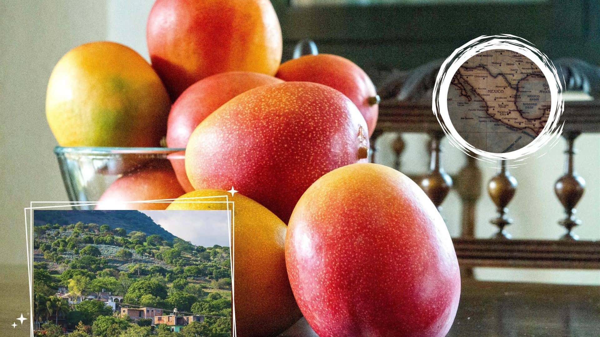 FOTO: El microclima local, que se asemeja a una selva y es propicio para el crecimiento de frutales, cafetales y agaves, permite que los mangos tengan un sabor inigualable.