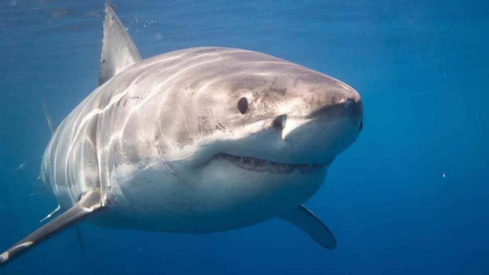 Tiburón blanco de 7 metros acecha a pescadores en playas del sur de Sonora