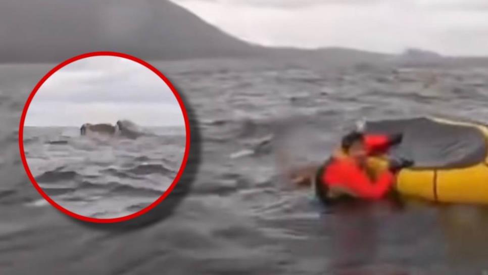 Ballena se traga a un hombre mientras paseaba en kayak y vivió para contarlo | VIDEO