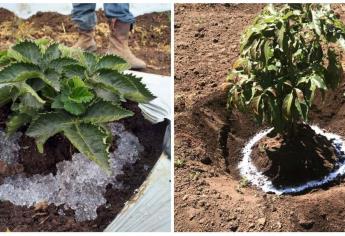 ¿Qué es la lluvia sólida? Una alternativa para combatir la sequía