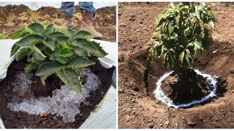 ¿Qué es la lluvia sólida? Una alternativa para combatir la sequía