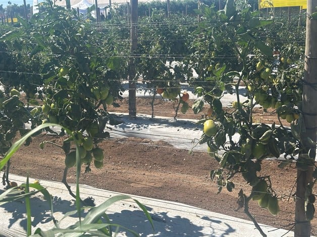 Imagen Placeholder Imagen Placeholder