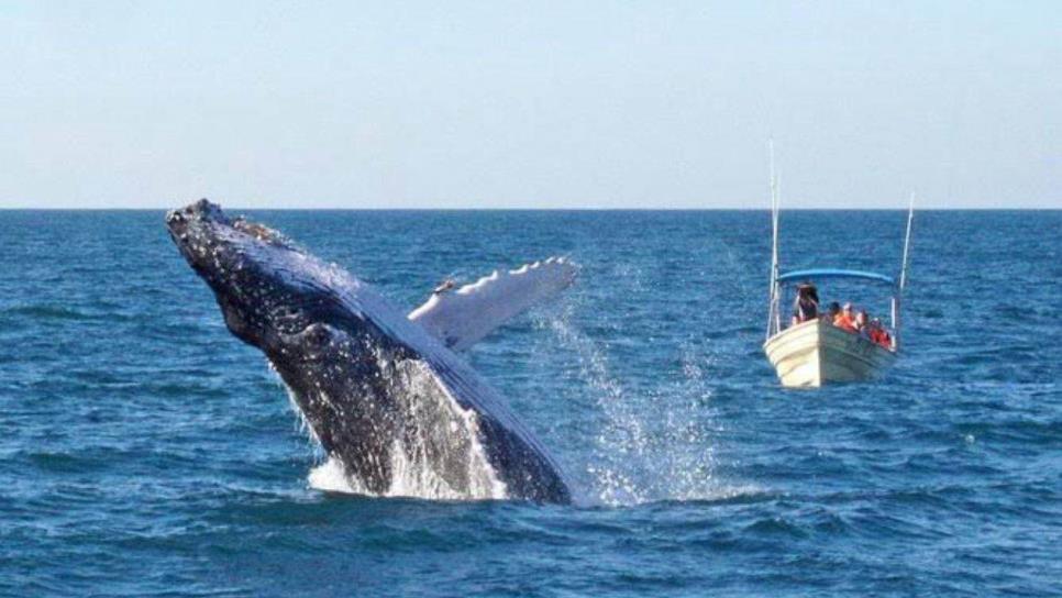 Ballenas en Mazatlán: ¿Cuándo termina la temporada 2025?