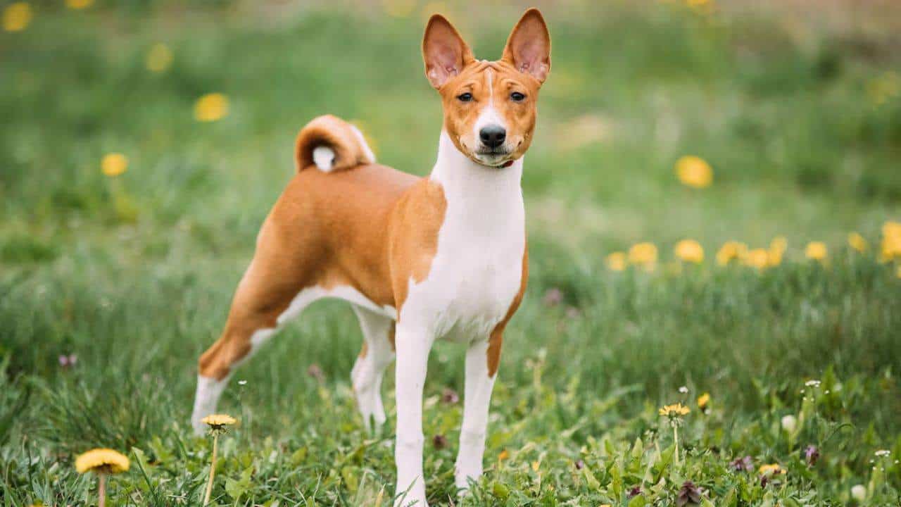 Ciertas razas requieren más repeticiones para aprender nuevas órdenes y pueden mostrar una menor disposición a seguir instrucciones