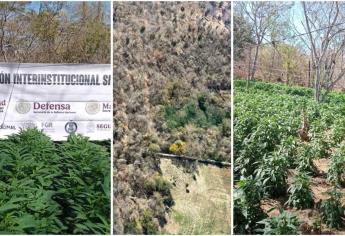 Destruyen tres plantíos de marihuana en Elota