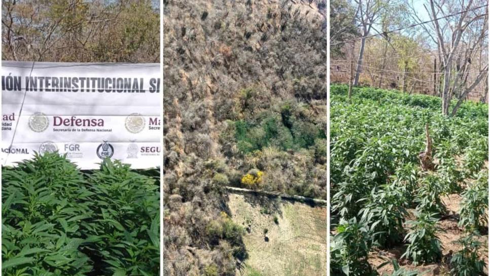 Destruyen tres plantíos de mariguana en El Limoncito, Elota