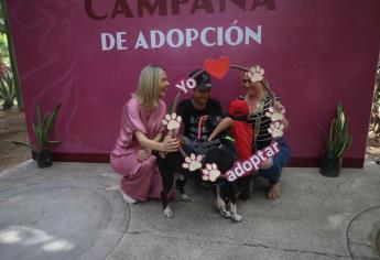 Estrella Palacios lidera la tercera campaña de adopción “Huellitas del Bienestar” en Mazatlán