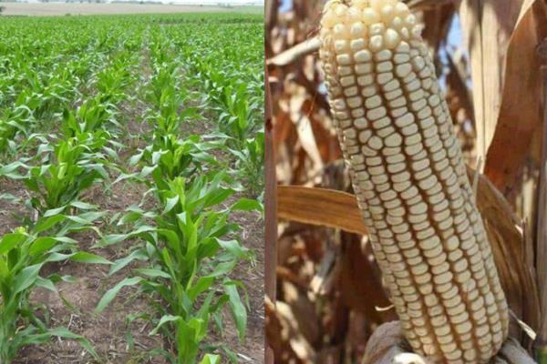¡No lo dejen pasar! SADER en Sinaloa exhorta a aprovechar esquema de precio actual del maíz