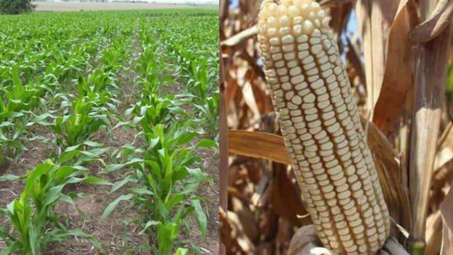 Alimentación para el Bienestar llega a comprar maíz y frijol de Sinaloa