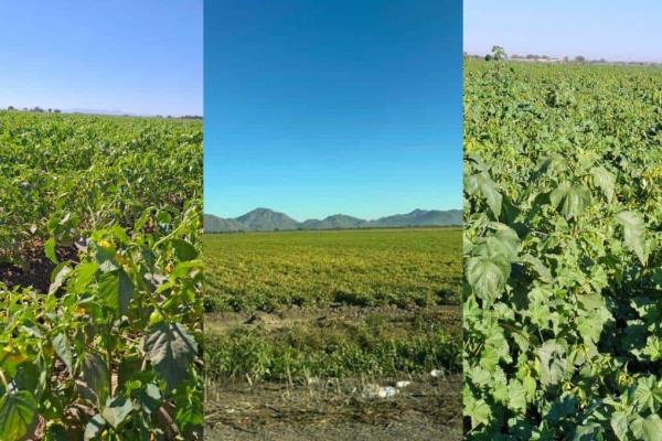 Daños por heladas en Sinaloa, afectaciones en cultivos podrían ser mayores