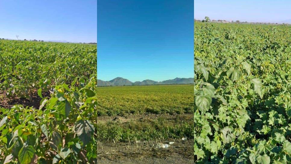 Daños por heladas en Sinaloa, afectaciones en cultivos podrían ser mayores