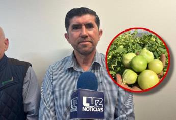 Se recupera precio del tomatillo en el Valle del Carrizo, Ahome: Epifanio Machado