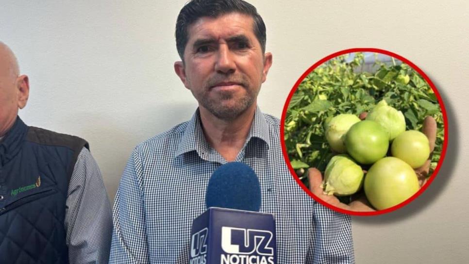 Se recupera precio del tomatillo en el Valle del Carrizo, Ahome: Epifanio Machado