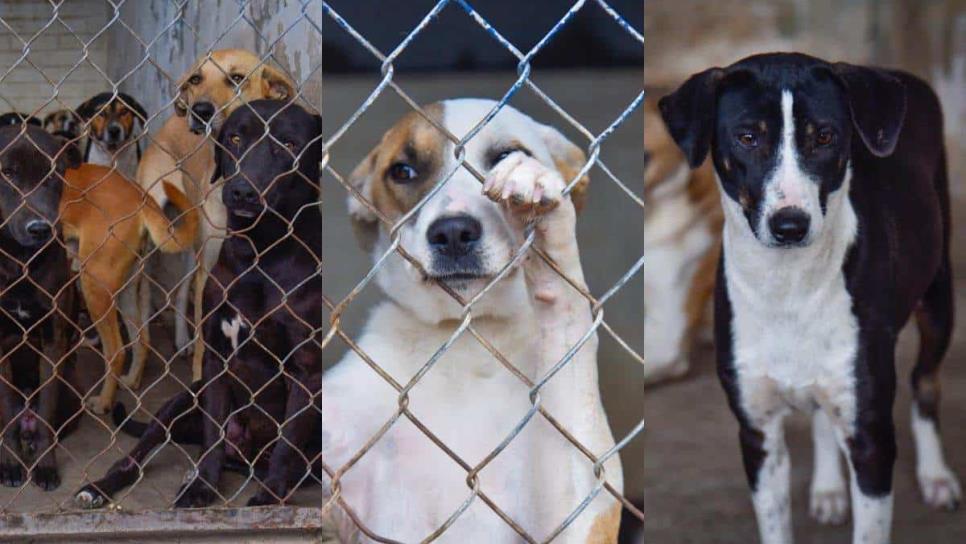 ¿Estás en busca de tu mejor amigo?  No esperes más  y adopta un perrito en el CCBA de Ahome