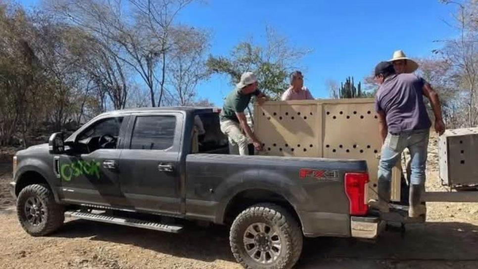 Civiles armados se roban una camioneta del Santuario Ostok