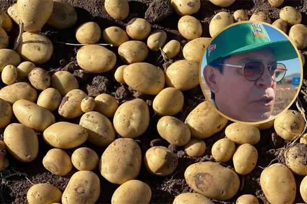 CONPAPA propone aranceles a la papa de Estados Unidos CONPAPA propone aranceles a la papa de Estados Unidos