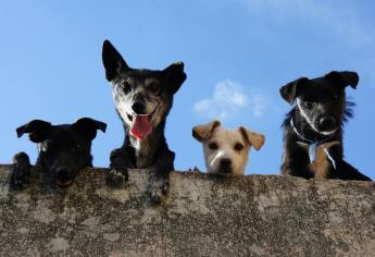 CURP para mascotas; si vives en CDMX este documento será obligatorio en 2025