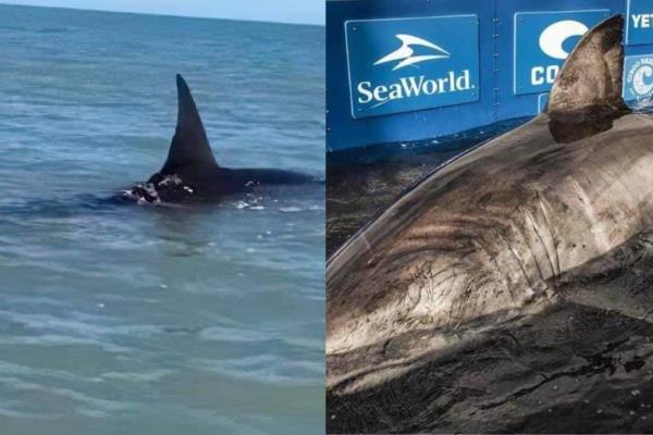 Alerta reportan avistamiento de tiburón de 5 metros en playas de Sonora