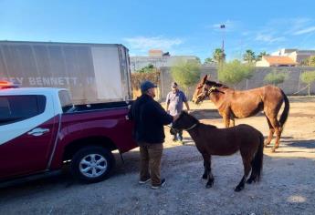 Protección Civil localiza 2 caballos sueltos por las calles del sector Tres Ríos, Culiacán