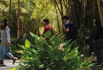 Día Verde en el Jardín Botánico de Culiacán: ¿Qué hacer y cuándo inicia?