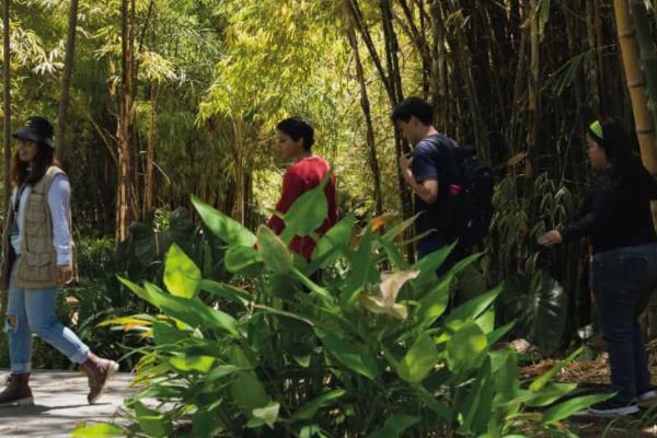 Día Verde en el Jardín Botánico de Culiacán: ¿Qué hacer y cuándo inicia?