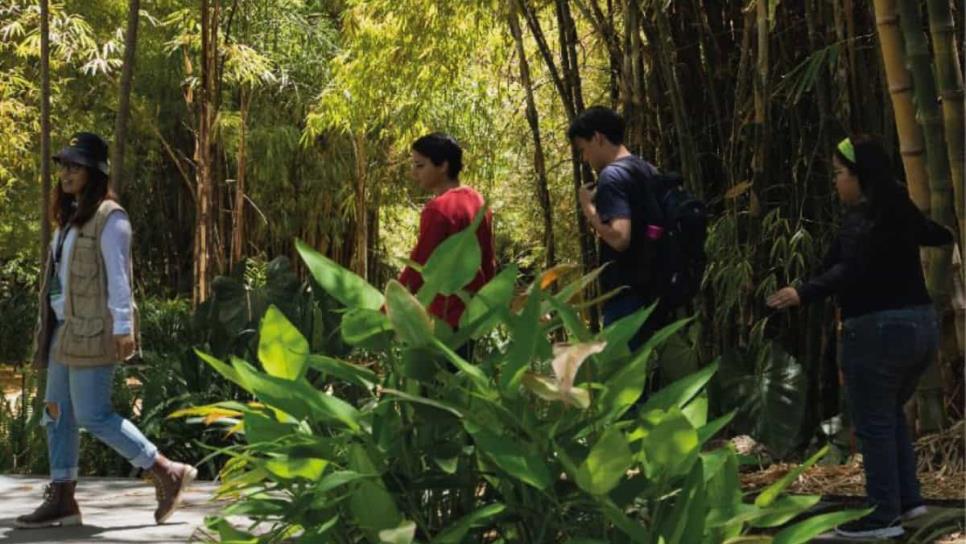 Día Verde en el Jardín Botánico de Culiacán: ¿Qué hacer y cuándo inicia?