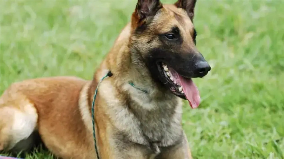 Aunque estas razas pueden parecer ideales, suelen traer consigo desafíos que incluyen altos costos veterinarios y cambios significativos en el estilo de vida de sus dueños