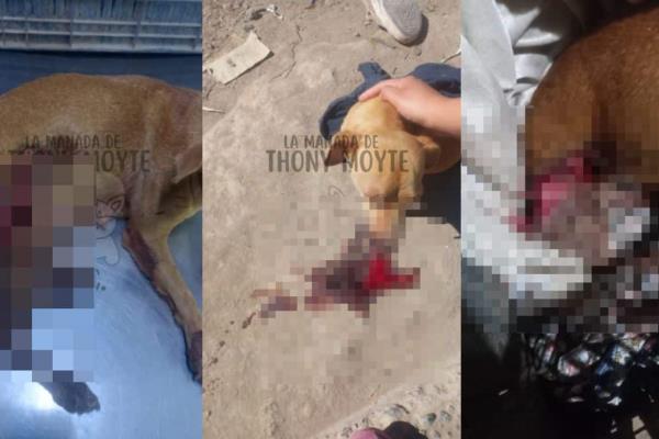 Atacan con machete a una perrita con crías en el ejido Macapul y pierde una pata