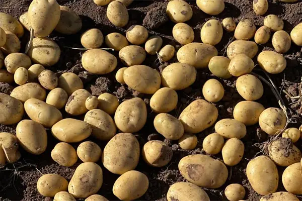 Falta mano de obra para cosecha de papa en Sinaloa Falta mano de obra para cosecha de papa en Sinaloa