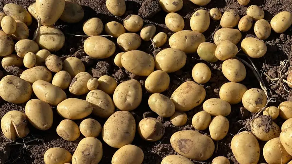 FOTO: Falta mano de obra para cosecha de papa en Sinaloa