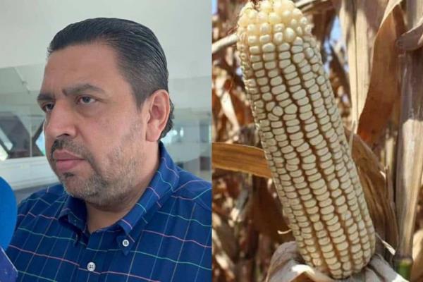 Exhortan a productores a inscribirse al programa de coberturas del maíz