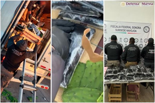 Intentaban pasar 32 kilos de fentanilo ¡En nopales! por carretera entre Navojoa y Los Mochis
