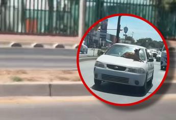 En Culiacán perrito se hace viral por pasearse sobre el cofre del carro de su dueño | VIDEO