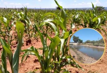 Productores se roban agua de consumo humano para sembrar sorgo