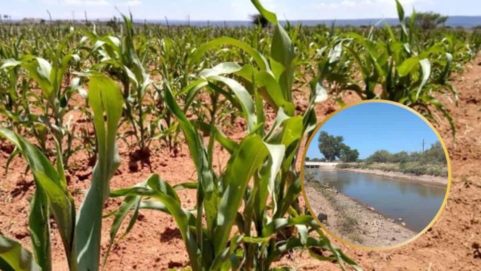 Productores se roban agua de consumo humano para sembrar sorgo