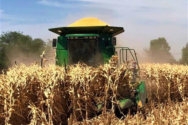 Por sequía, Sinaloa tendrá la peor producción de maíz en su historia