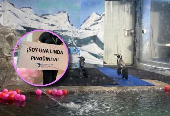 Nace pingüinita en el Gran Acuario de Mazatlán; ¿Cómo la llamarías?