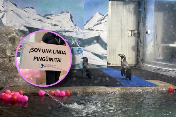 Nace pingüinita en el Gran Acuario de Mazatlán; ¿Cómo la llamarías?