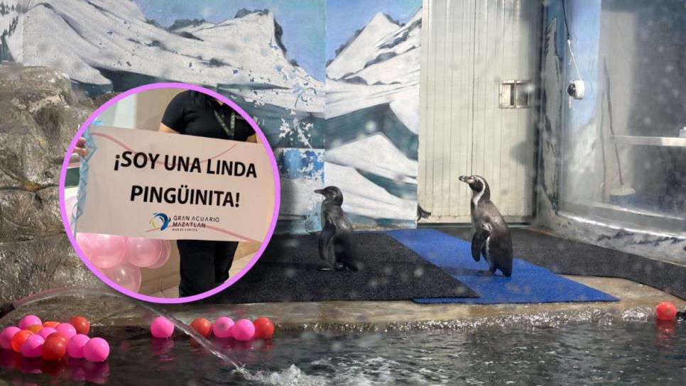 Nace pingüinita en el Gran Acuario de Mazatlán; ¿Cómo la llamarías?