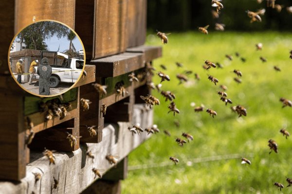¿Qué hacer ante un ataque de abejas? Esto puede salvar tu vida