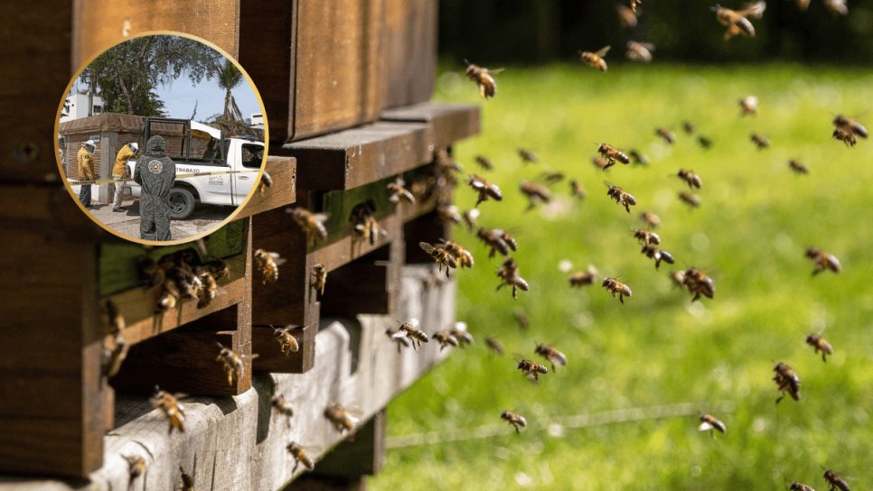 ¿Qué hacer ante un ataque de abejas? Esto puede salvar tu vida