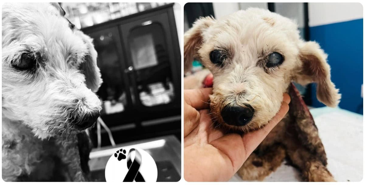 Pepito perdió la batalla tras días de agonía. (FOTO: Cortesía).